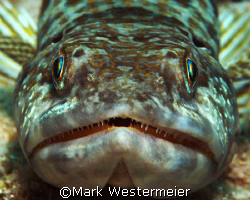 Just Waiting - Image taken in Grand Cayman with a Nikon D... by Mark Westermeier 